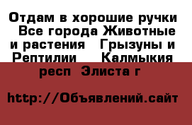 Отдам в хорошие ручки - Все города Животные и растения » Грызуны и Рептилии   . Калмыкия респ.,Элиста г.